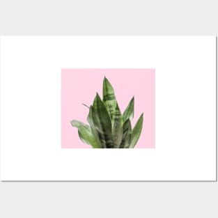 Pastel snake plant Posters and Art